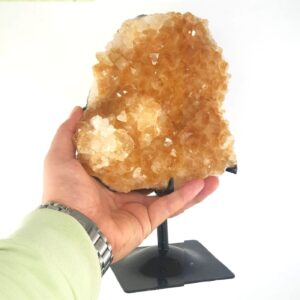 Alternative view of Sitrin (Standlı)