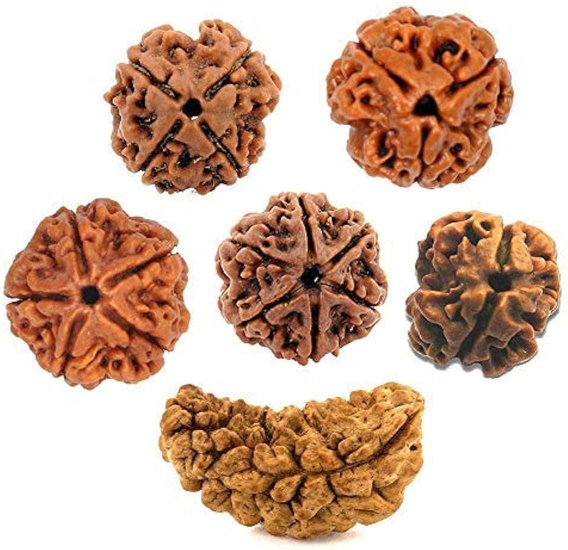 rudraksha faydalari Sarkaç Adam