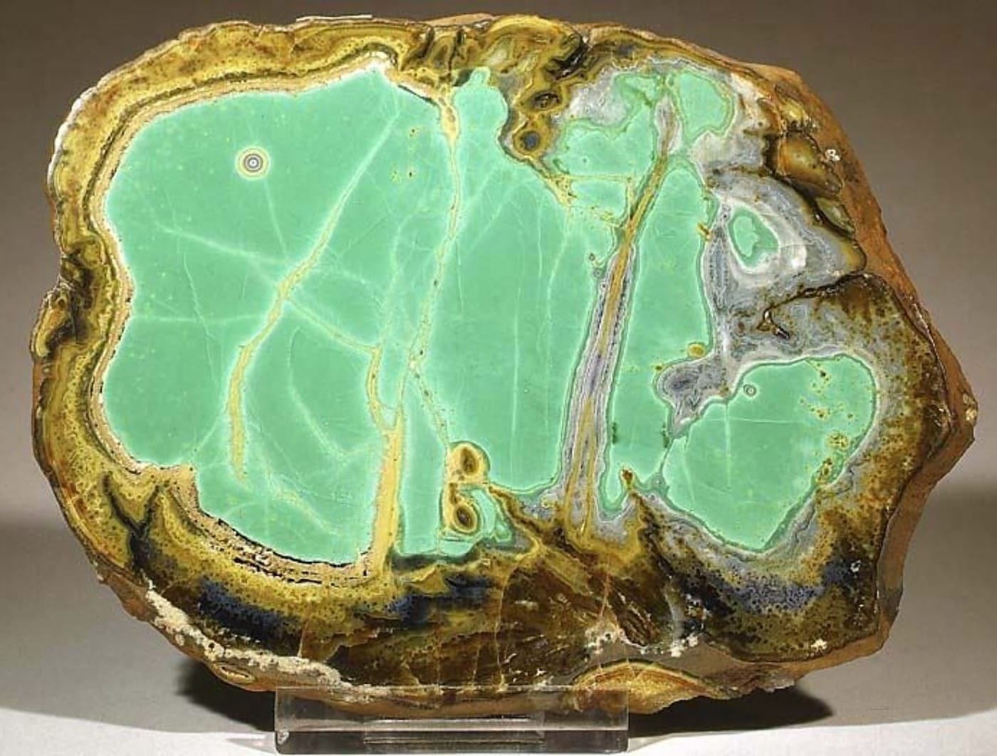 variskit faydalari Sarkaç Adam