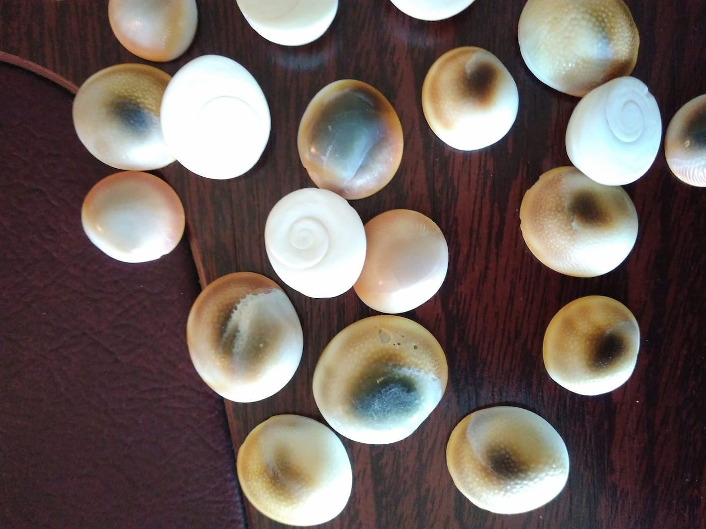 yilancik scaled 1 Sarkaç Adam