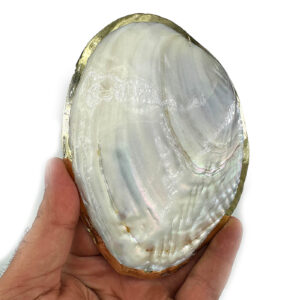 Alternative view of Sedef Kabuk Yaldızlı (İstiridye)