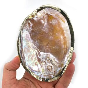 Sedef Kabuk Yaldızlı (İstiridye)