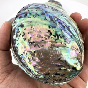 Alternative view of Abalon Sedef Kabuk