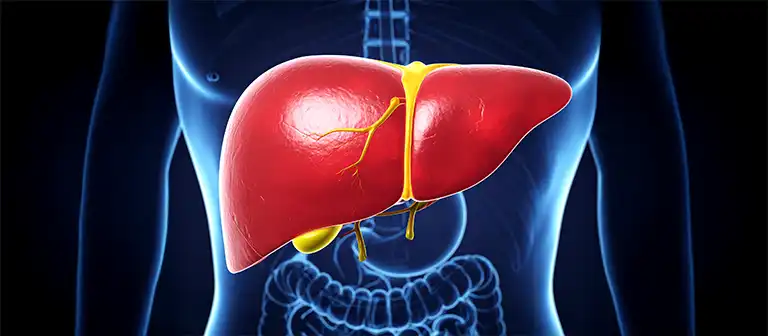 karaciger meridyeni 1 Sarkaç Adam