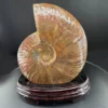 Ammonit Fosil A++ Koleksiyoner
