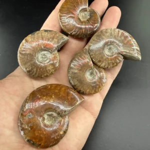 Ammonit Fosil A++ Koleksiyoner